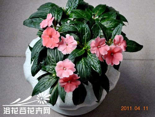 新几内亚凤仙花的养殖方法