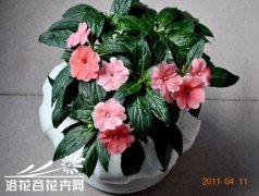 新几内亚凤仙花的养殖方法