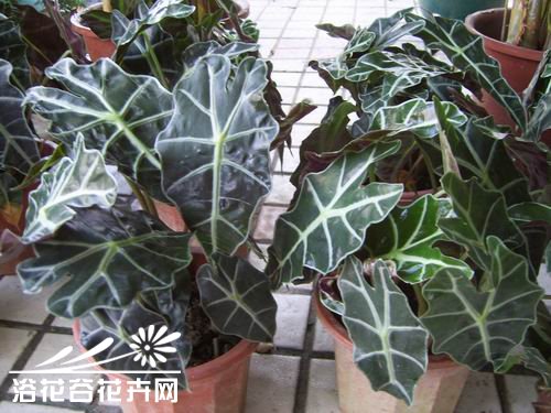 观音莲的养殖方法