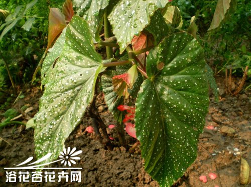 斑叶竹节秋海棠的养殖方法
