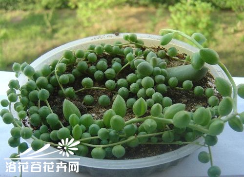 珍珠吊兰的养殖方法