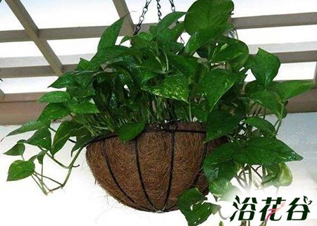养绿萝用什么花盆好