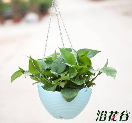养绿萝用什么花盆好