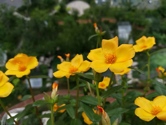 松叶牡丹种植方法