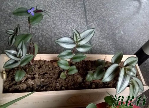 吊竹<a href='https://www.861230.com/guanhuazhiwu/9.html' target='_blank'><u>梅</u></a>的养殖方法和注意事项(经验篇)