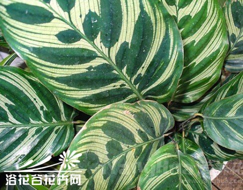 孔雀竹芋怎样栽培