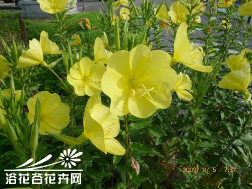 <a href='https://www.861230.com/guanhuazhiwu/6708.html' target='_blank'><u>月见草</u></a>的养殖方法