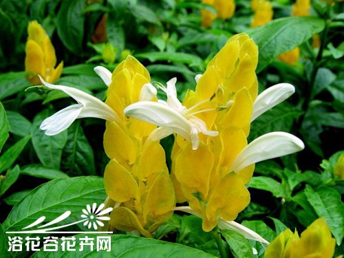 黃虾花的养殖方法