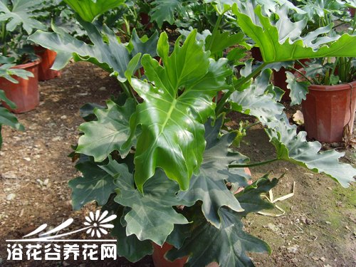 春羽的栽培养护方法