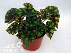 虎斑秋海棠的养殖方法