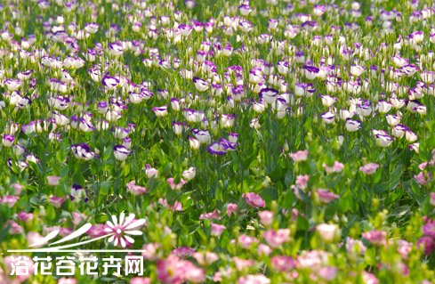 洋<a href='https://www.861230.com/guanhuazhiwu/41.html' target='_blank'><u>桔梗</u></a>的种植方法