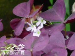 紫叶酢浆草怎么养?