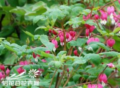 荷包牡丹的养殖方法