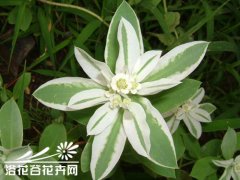 银边翠的栽培方法