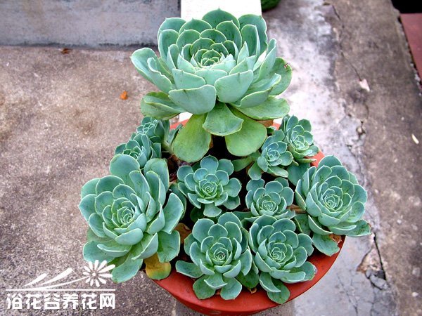 宝石花(石<a href='https://www.861230.com/guanhuazhiwu/1062.html' target='_blank'><u>莲花</u></a>)的养殖方法