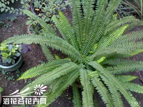 蜈蚣草怎么养？