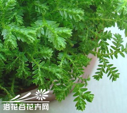 幸福草的养殖方法