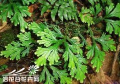 专家谈翠云草怎么养