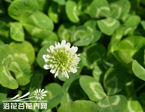 三叶草的种植技术