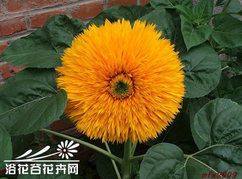 观赏向日葵怎么养?