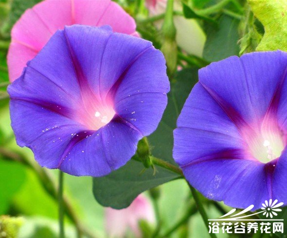 <a href='https://www.861230.com/guanhuazhiwu/6858.html' target='_blank'><u>牵牛花</u></a>的资料