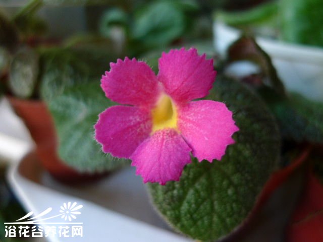 喜荫花的栽培方法