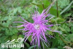 瞿麦的种植要点