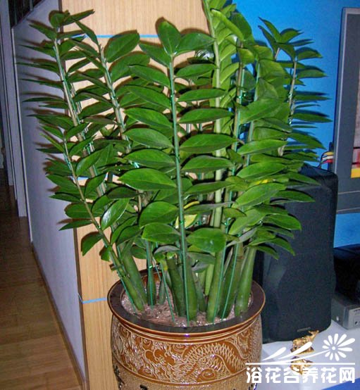 美铁芋（金钱树、金币树、雪铁芋）的养护方法