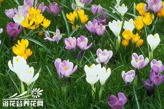<a href='https://www.861230.com/guanhuazhiwu/6582.html' target='_blank'><u>番红花</u></a>的繁殖方法