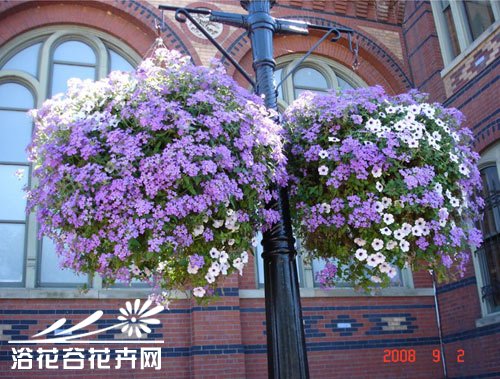 六倍利(翠蝶花)种植方法