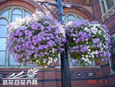 六倍利(翠蝶花)种植方法
