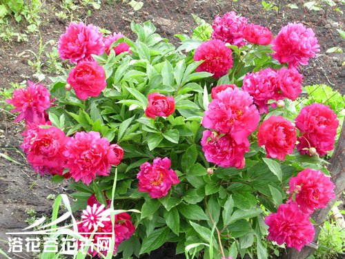 <a href='https://www.861230.com/guanhuazhiwu/6751.html' target='_blank'><u>芍药</u></a>花种植方法