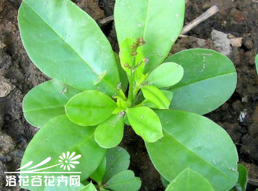 土人参的栽培技术