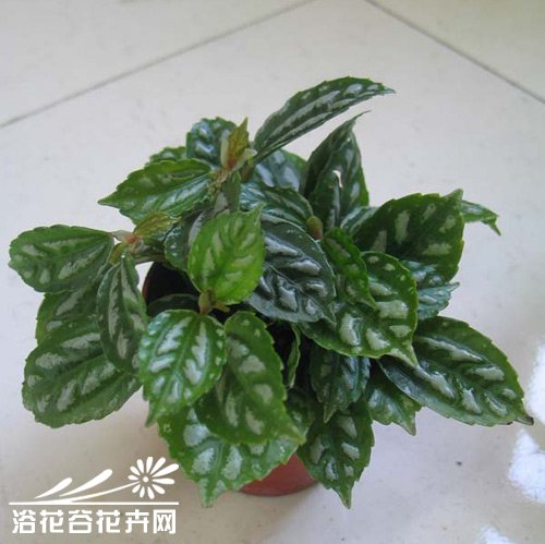 冷水花的养殖方法