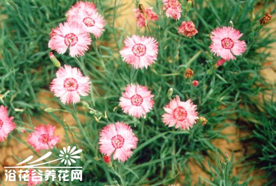 常夏<a href='https://www.861230.com/guanhuazhiwu/6808.html' target='_blank'><u>石竹</u></a>的繁殖与栽培