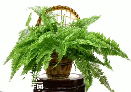 波士顿蕨的栽培要点