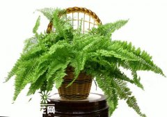 波士顿蕨的栽培要点