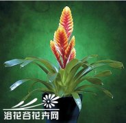 莺歌凤梨的养殖方法