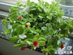 牡丹吊兰的栽培知识