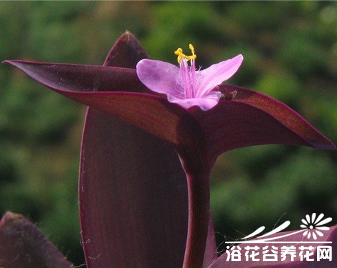 紫鸭跖草、紫叶鸭跖草、紫竹<a href='https://www.861230.com/guanhuazhiwu/9.html' target='_blank'><u>梅</u></a>