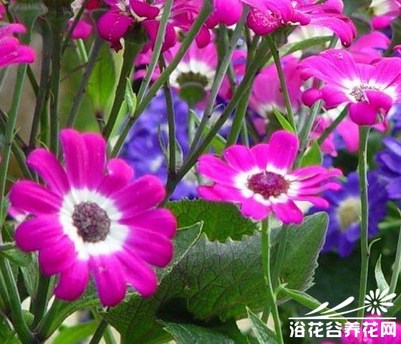 瓜叶菊日常养护