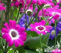 瓜叶菊的日常养护要点