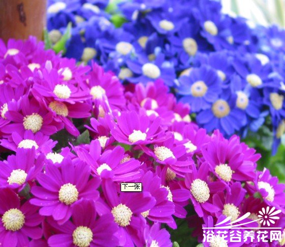 瓜叶菊种植方法