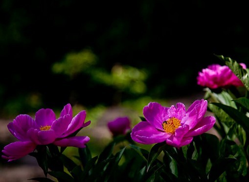川赤芍如何育苗与养护