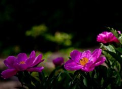 川赤芍如何育苗与养护