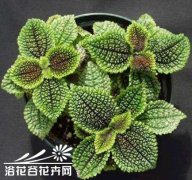 冷水花养护时要注意什么