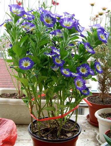 三色旋花