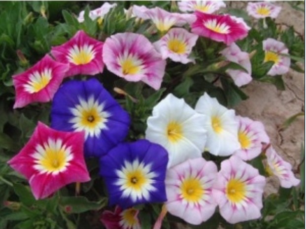 三色旋花