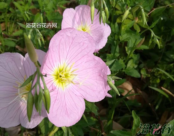 美丽<a href='https://www.861230.com/guanhuazhiwu/6708.html' target='_blank'><u>月见草</u></a>