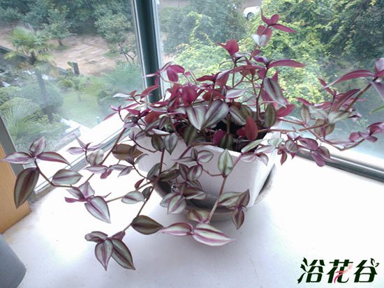 吊竹<a href='https://www.861230.com/guanhuazhiwu/9.html' target='_blank'><u>梅</u></a>